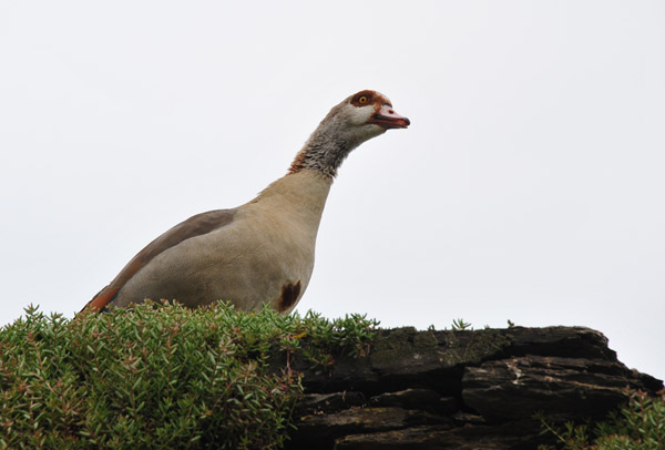 Egyptian Goose checking out Burg Metternich