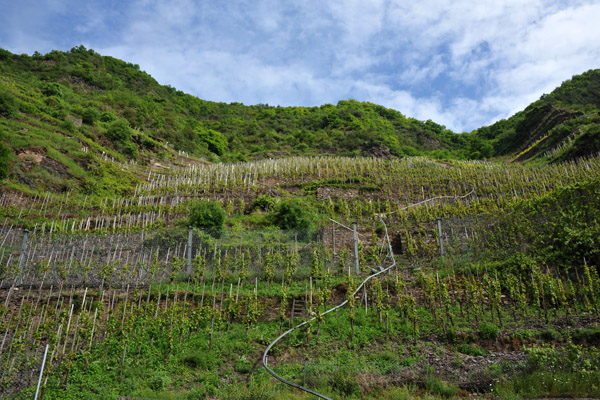 Steep hillside with vineyards and a rail system