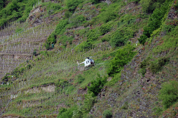 Helicopter-assisted agriculture spraying the vineyards