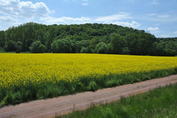 Colorful yellow Rapeseed Fields, common in Germany in spring