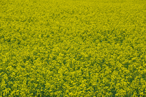 Rapeseed Field (Rapsfeld), Rheinland-Pfalz