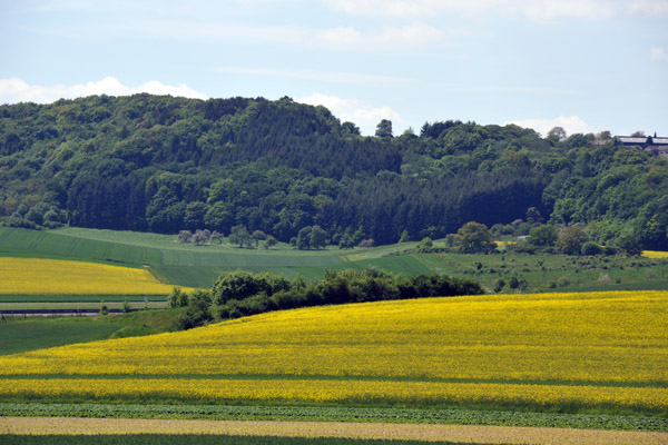 Rolling hills with rapeseed fields between the Mosel and Luxembourg
