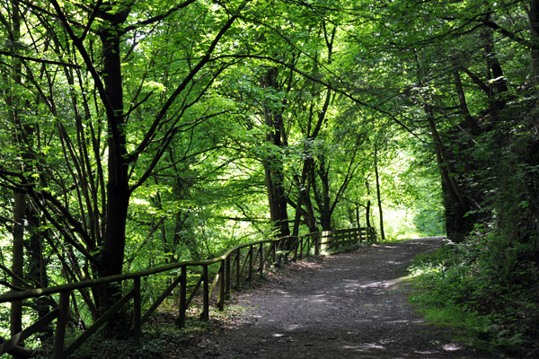 Forest Trail to Burg Landshut, Bernkastel-Kues