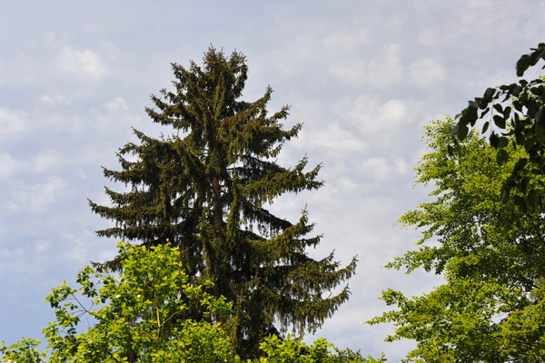 Evergreen, Bernkastel-Kues