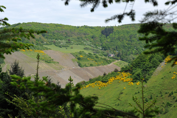 Vineyards and Forest, Bernkastel-Kues