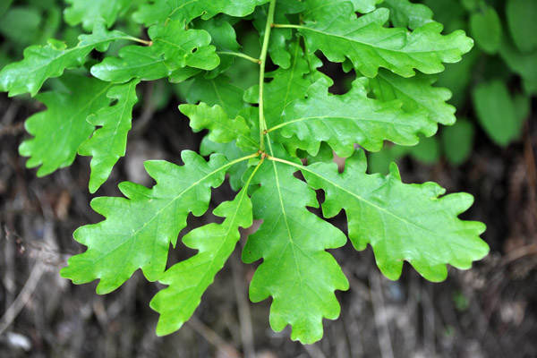 Oak leaves, Bernkastel-Kues