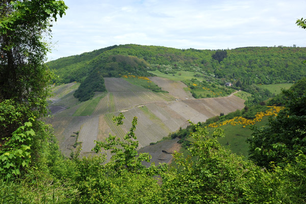Vineyards and Forest, Bernkastel-Kues