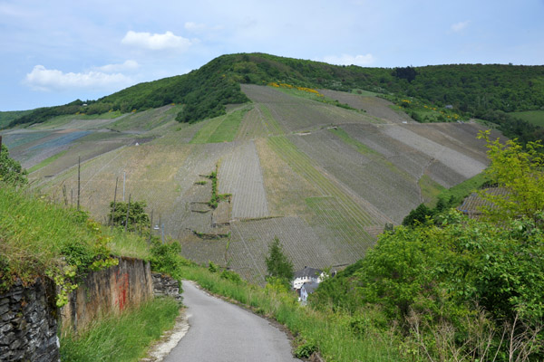 Alternate path through the vineyards back to the old town, Bernkastel-Kues 