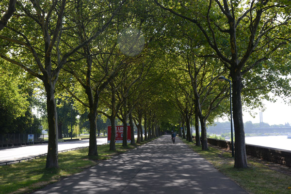 Tree-lined bicycle path along the Rhine (Erlebnisweg Rheinschiene), Dsseldorf 