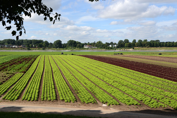 Farmland along the Right Bank of the Rhine to the south of the Hammer Railway Bridge 