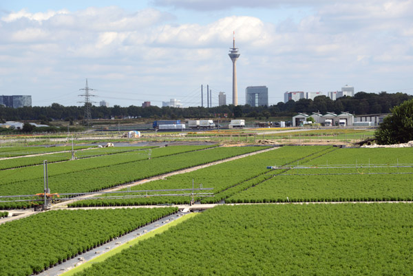 Green fields within sight of the Rhine Tower, Dsseldorf-Volmerswerth