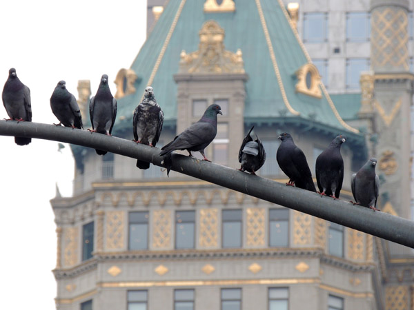 Line up of pigeons