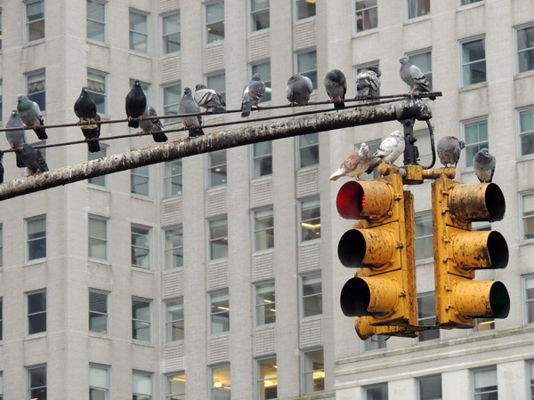 Pigeons with a New York traffic light