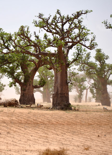 SenegalJul13 0725.jpg