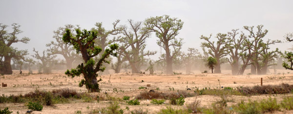 SenegalJul13 0730.jpg