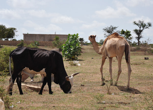 SenegalJul13 0735.jpg