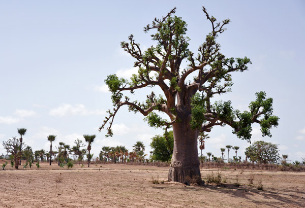 SenegalJul13 0742.jpg