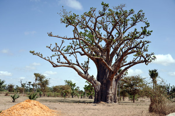 SenegalJul13 0745.jpg