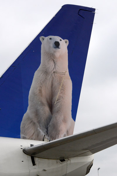 Polar Bear on the tail of First Air