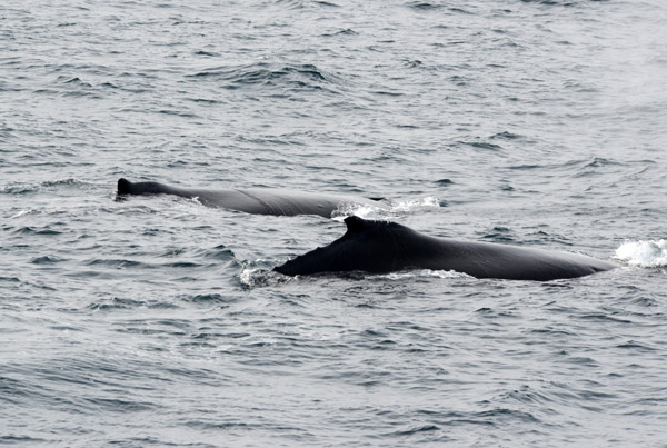 A pair of humpbacks