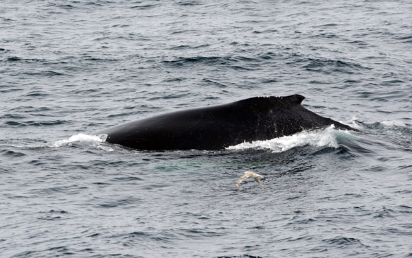 Humpback Whale, Greenland