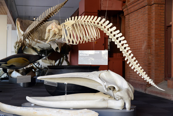 The front vestibule contains whale and dolphin skeletons