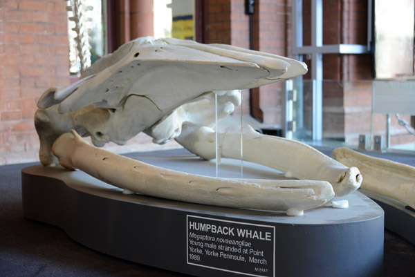 Humpback Whale skull (Megaptera novaeangliae)