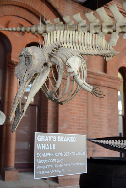 Gray's Beaked Whale (Mesoplodon grayi)