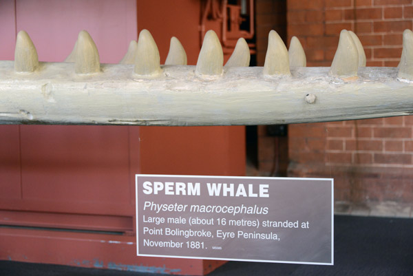 Lower jaw of a 16m Sperm Whale (Physeter macrocephalus)