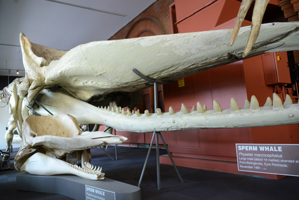 Large male Sperm Whale (16m) with a much smaller female