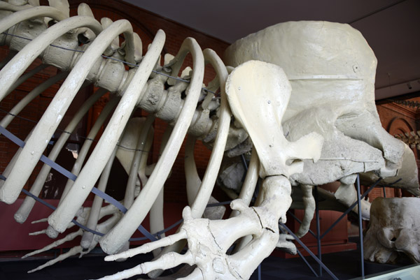Sperm Whale skeleton (Physeter macrocephalus)