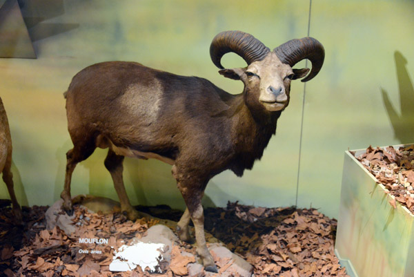Mouflon (Ovis aries)