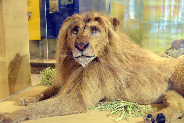 A sad, almost comical looking lion