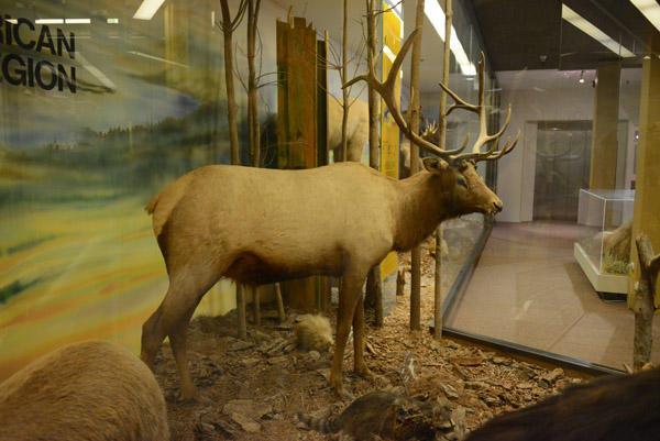 Elk