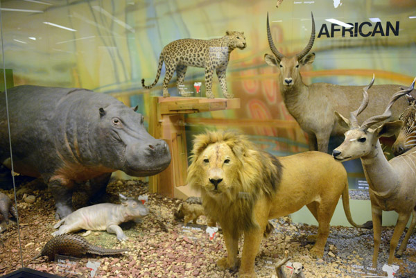 On the ground floor of the old wing is the Natural History taxidermy collection