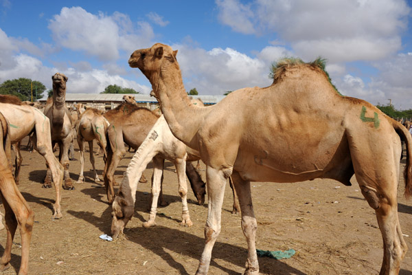 Camels at the Hargeisa Livestock Market