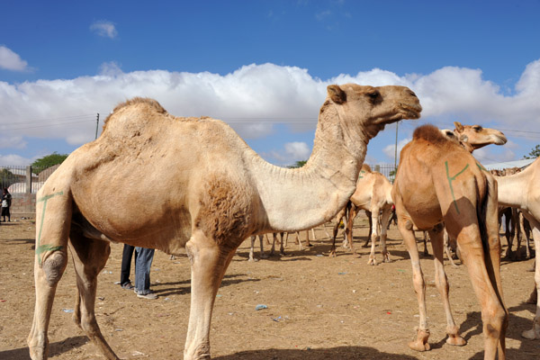 High quality camels cost around $1000, the best perhaps as high as $1500