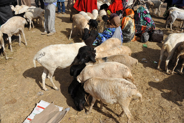 Sheep and goats are also found in large numbers