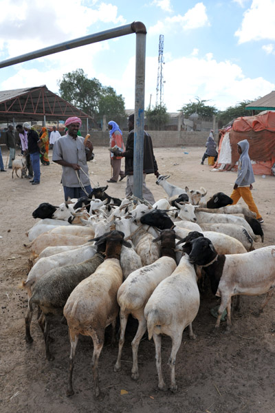 Sheep and goats tied to the goal post of the soccer pitch at the livestock market