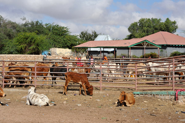 The cattle are kept separate from the camels, sheep and goats