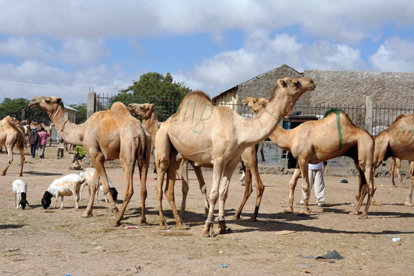 Hargeisa Livestock Market