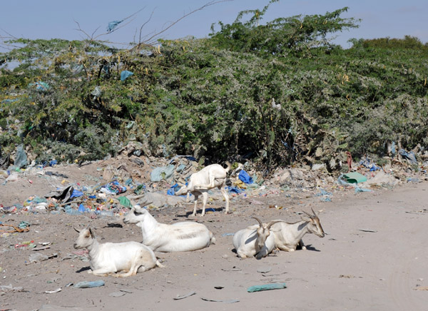 Goats and plastic coated thorn bushes, Hargeisa