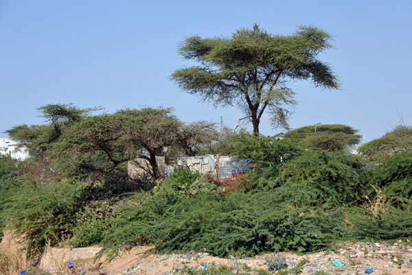 Parts of Somaliland are surprisingly green