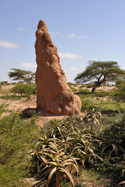 Termite mound, Somaliland