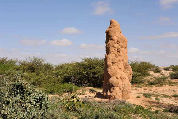 Termite mound, Somaliland
