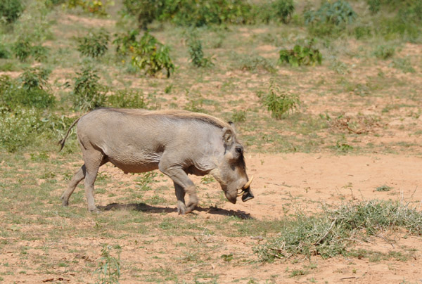 As they are not halal, the locals leave the warthogs alone