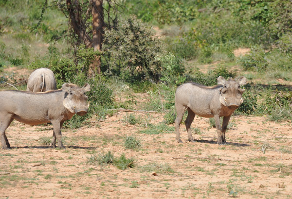 Warthogs just off Somaliland Highway 1