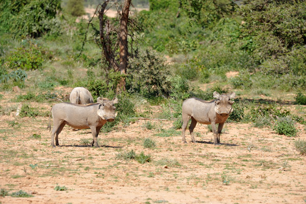 Warthogs, Somaliland