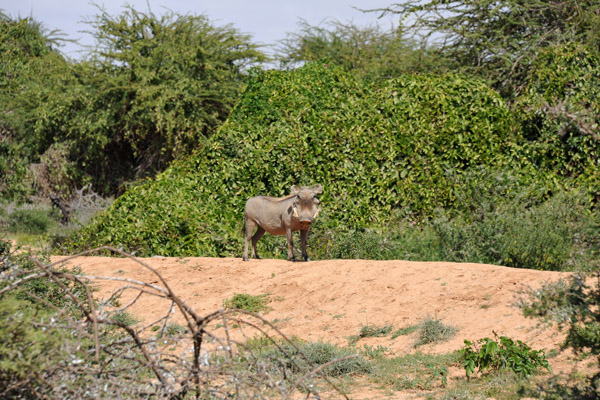 Warthog on a small embankment along the road