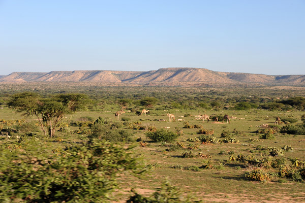 Camels grazing in green fields near Hargeisa